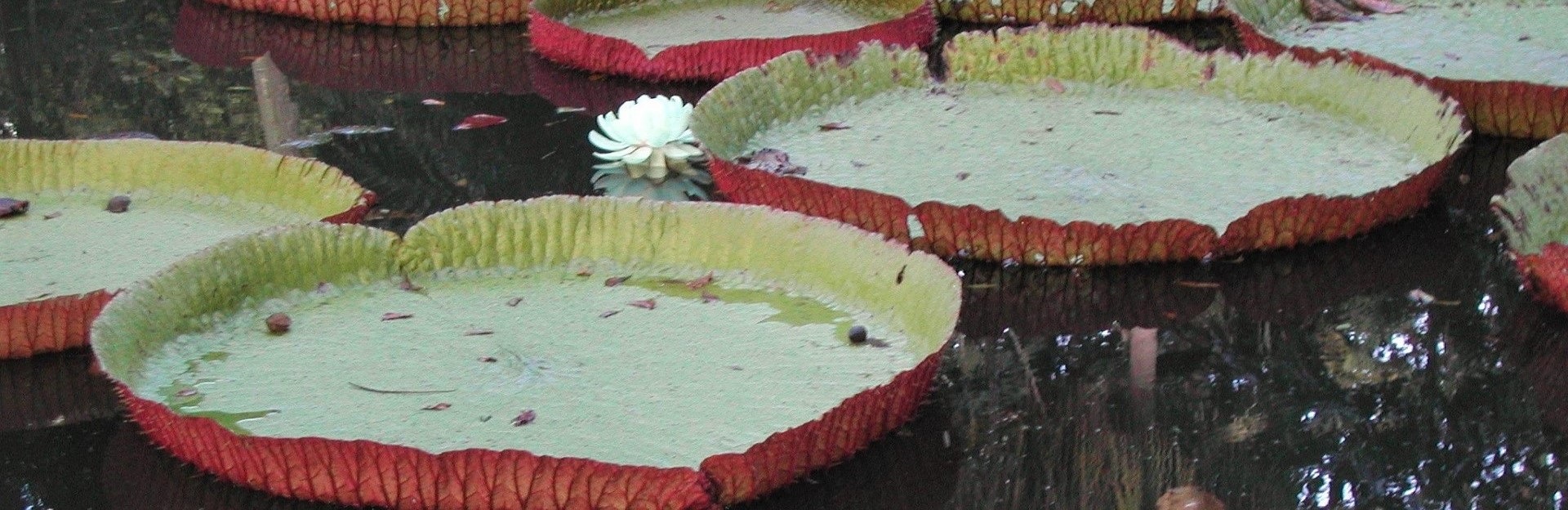Mauritius Nenuphars-jardin-pamplemousses slider