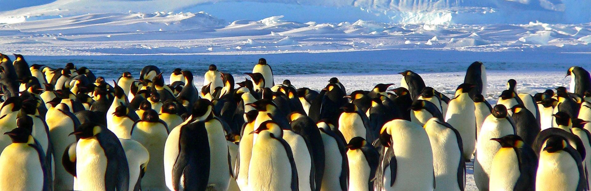 emperor-penguins-429127PX copy