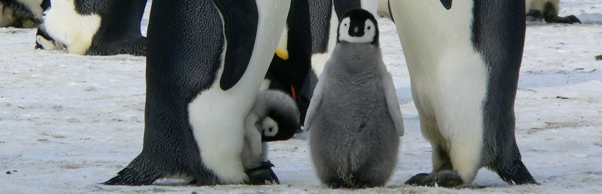 emperor-penguins-429128px copy